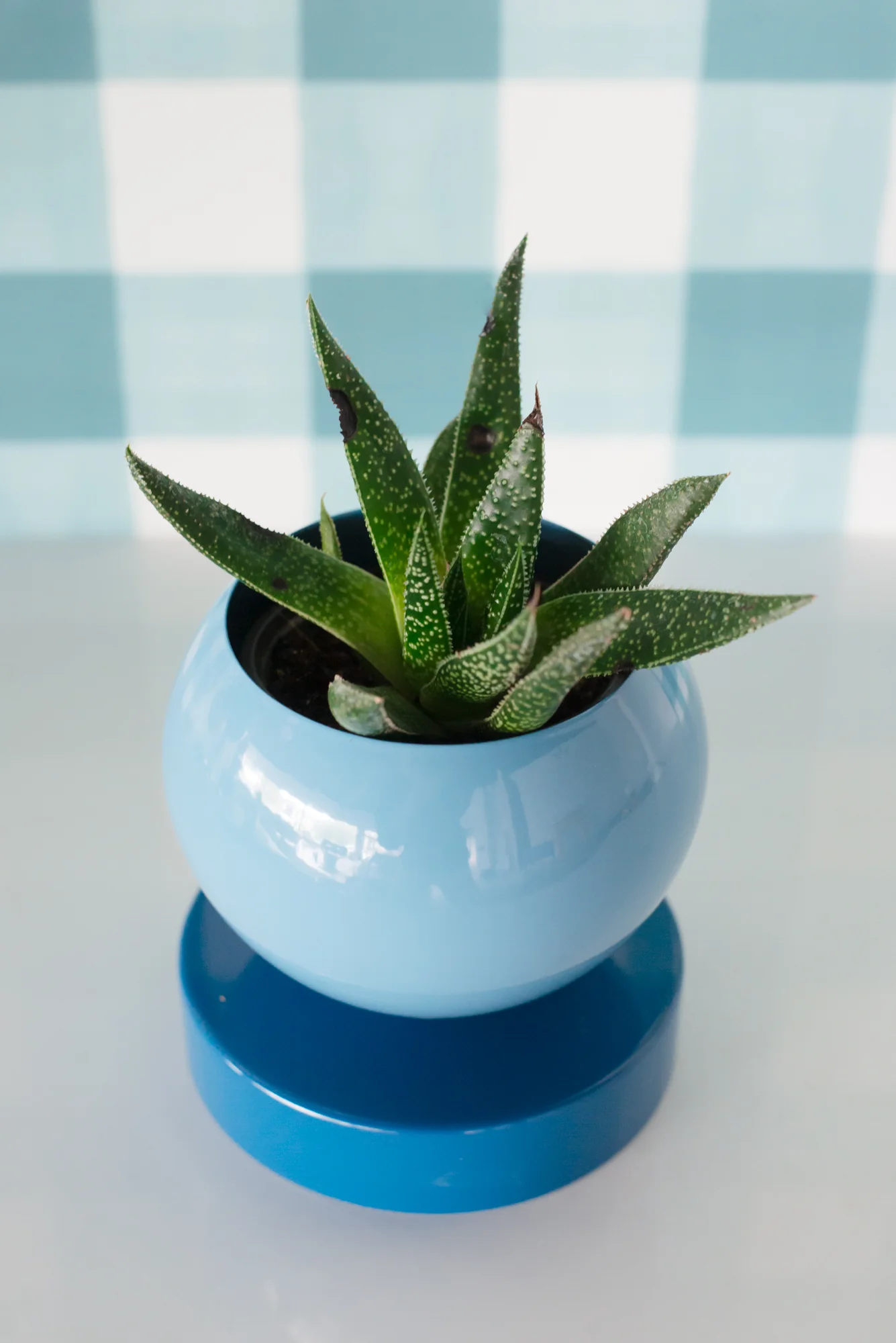 Color Blocked Planter - Image 14