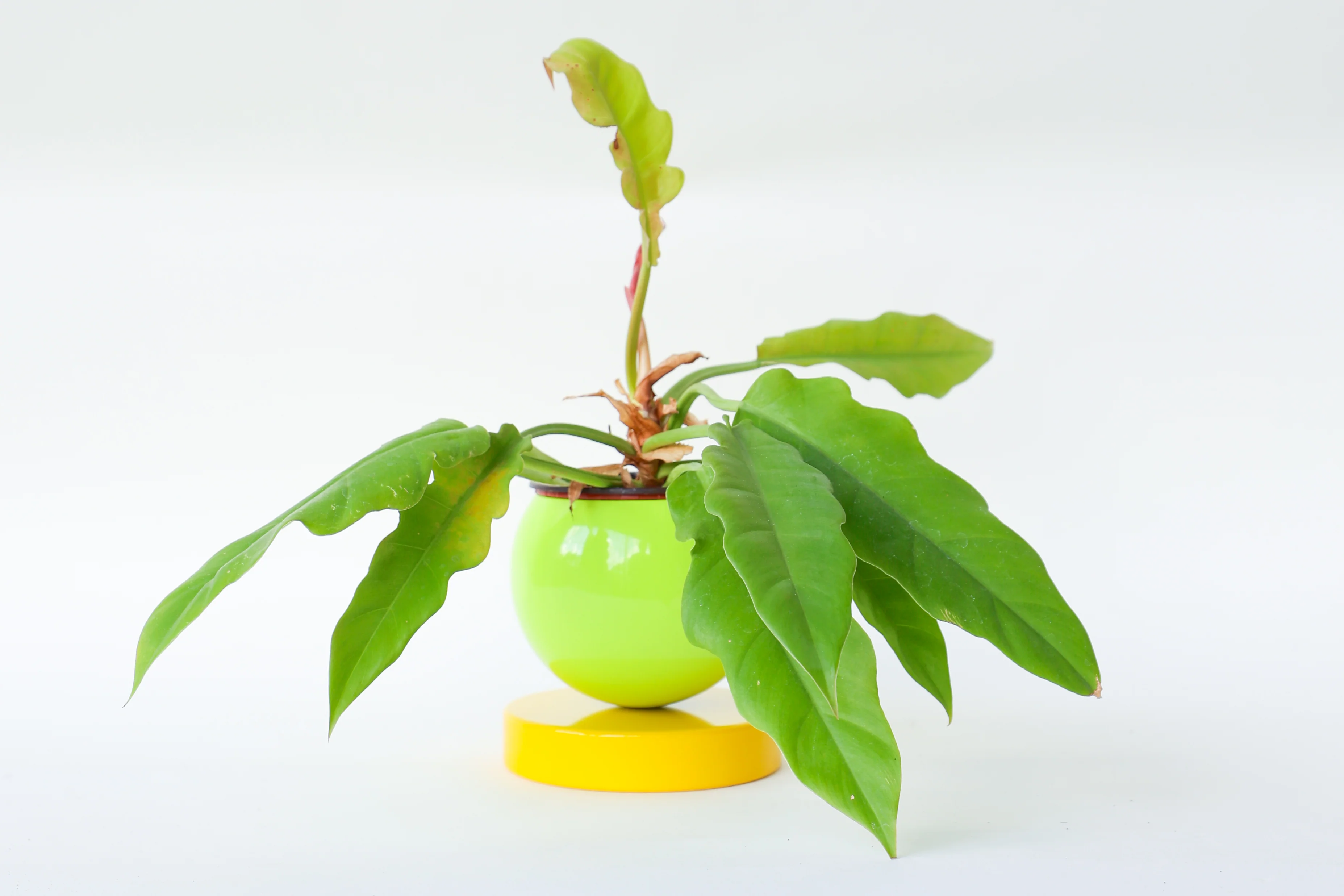 Color Blocked Planter - Image 42