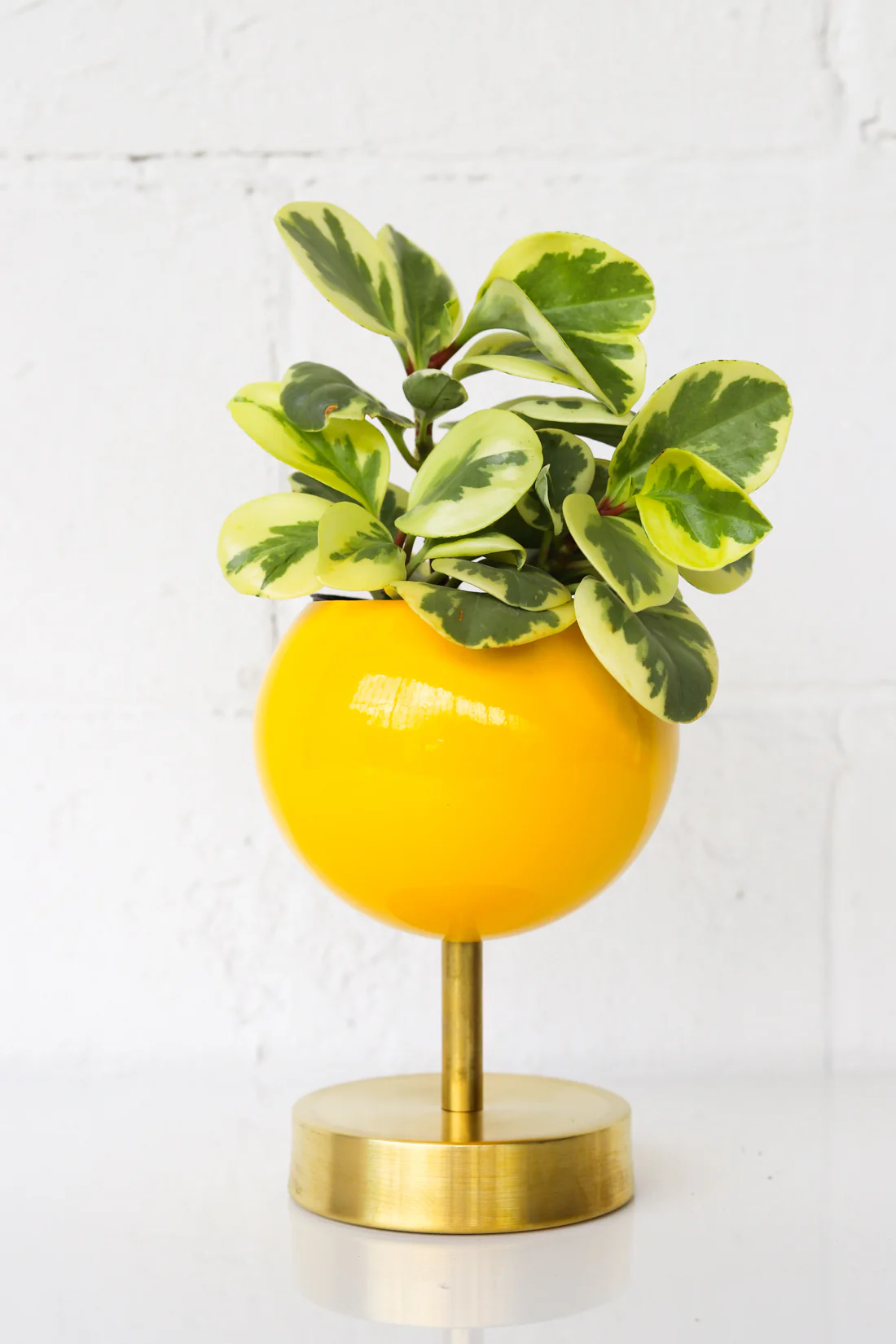 Lifted Loa Planter - Image 4