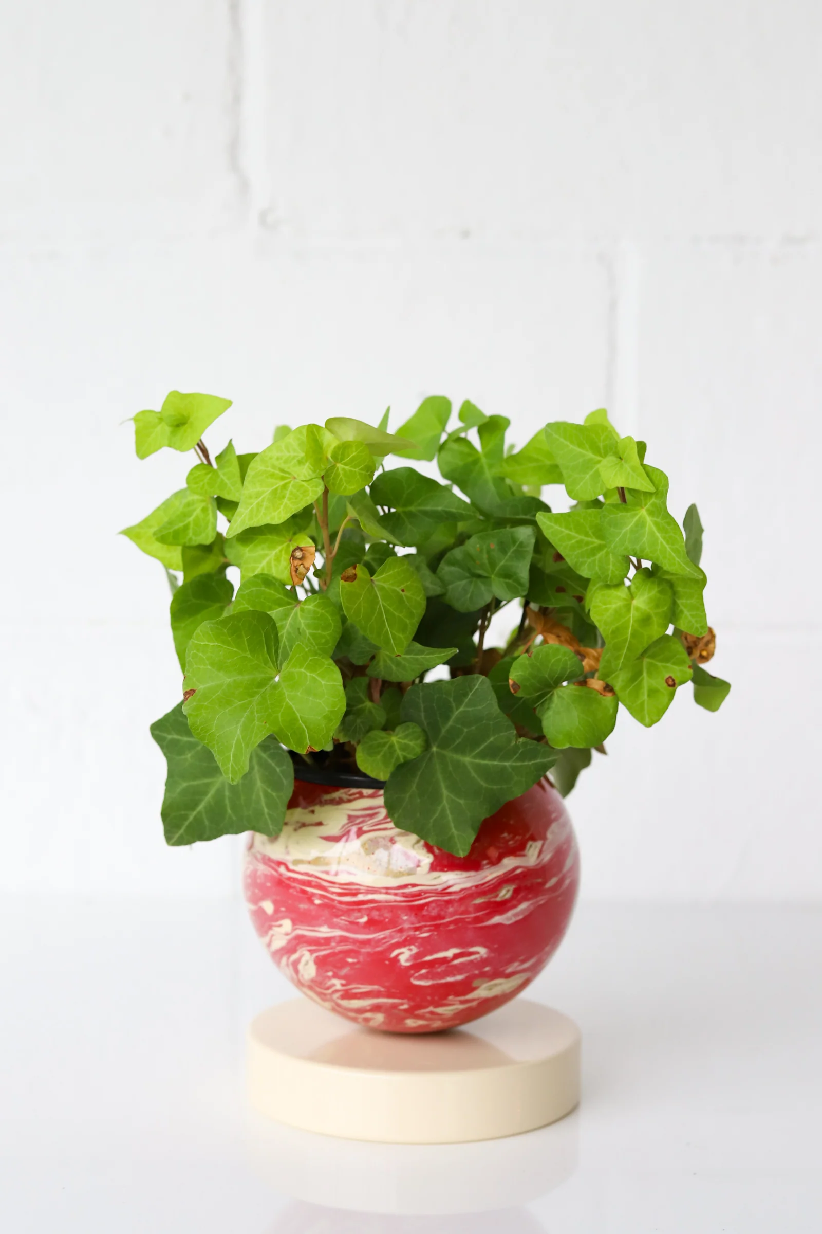Red, Cream, & Gold Marbled Loa Planter - Image 4